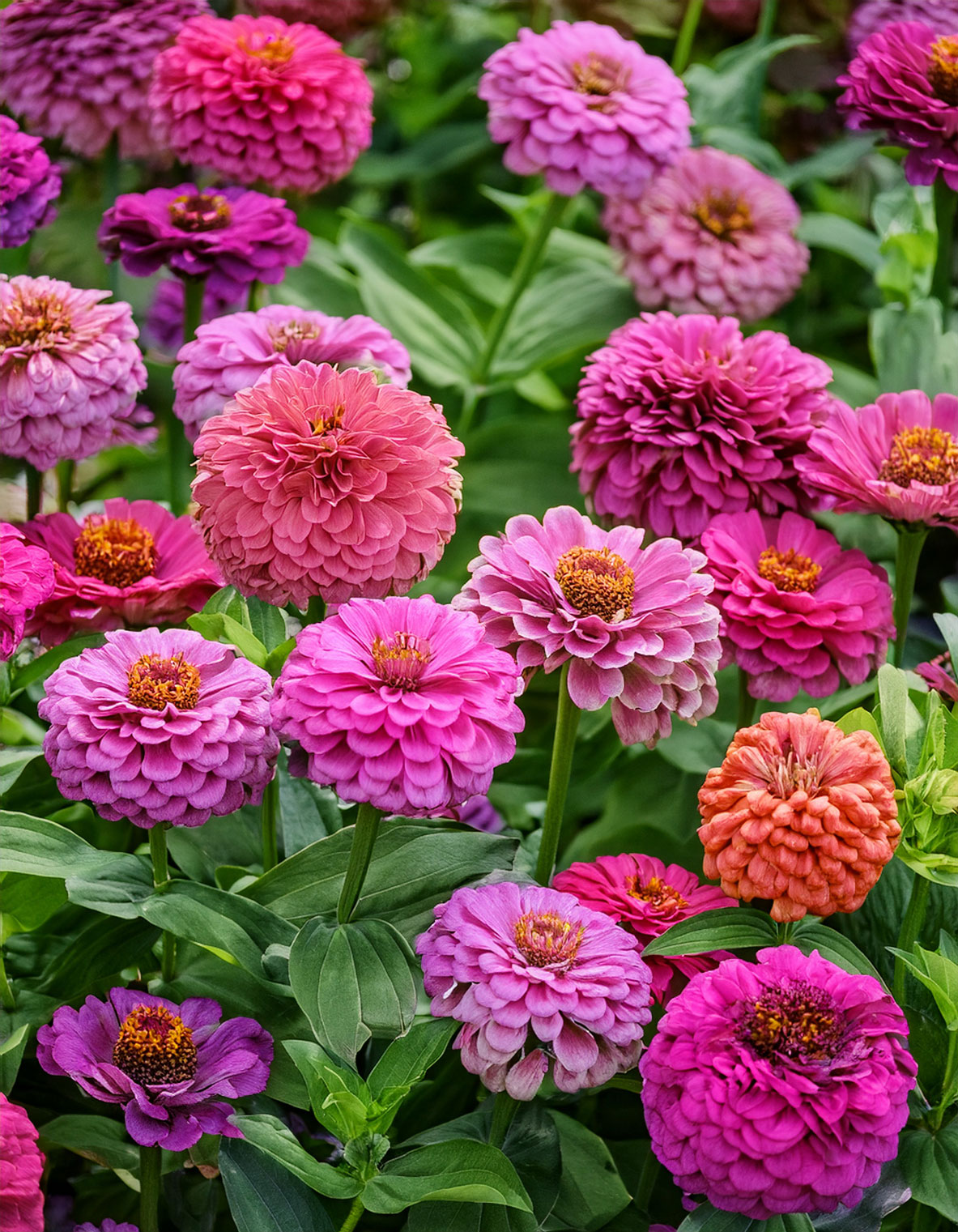 zinnias